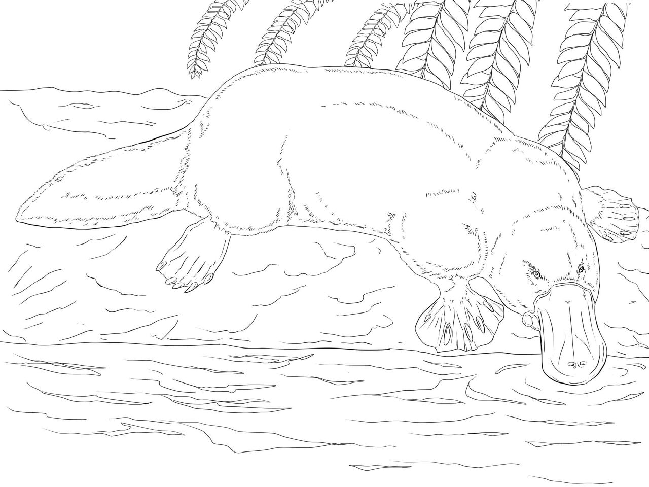 Desenho de Animais Australianos para colorir