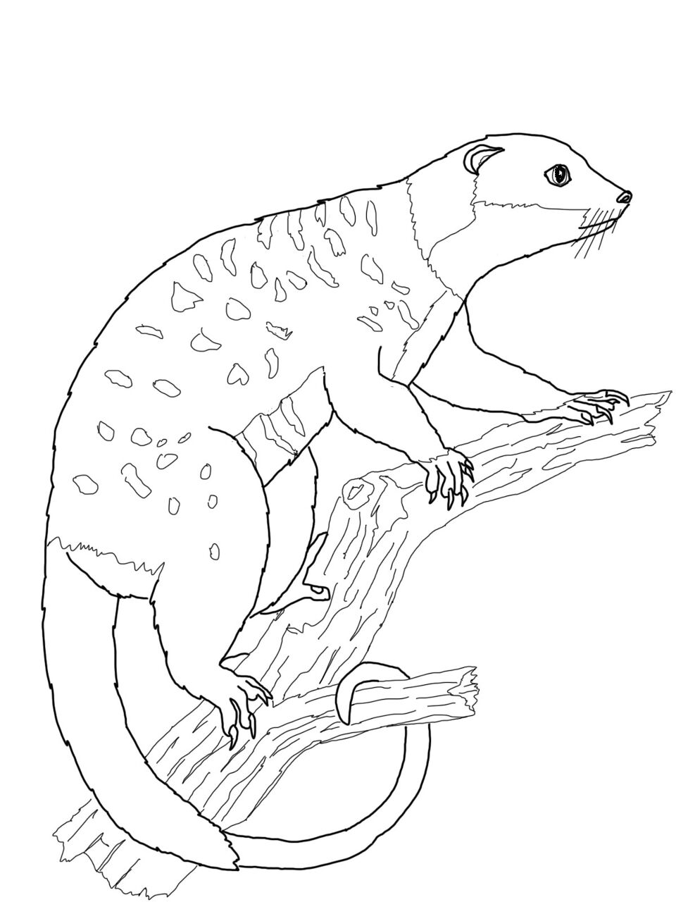 Desenho de Animais Australianos para colorir