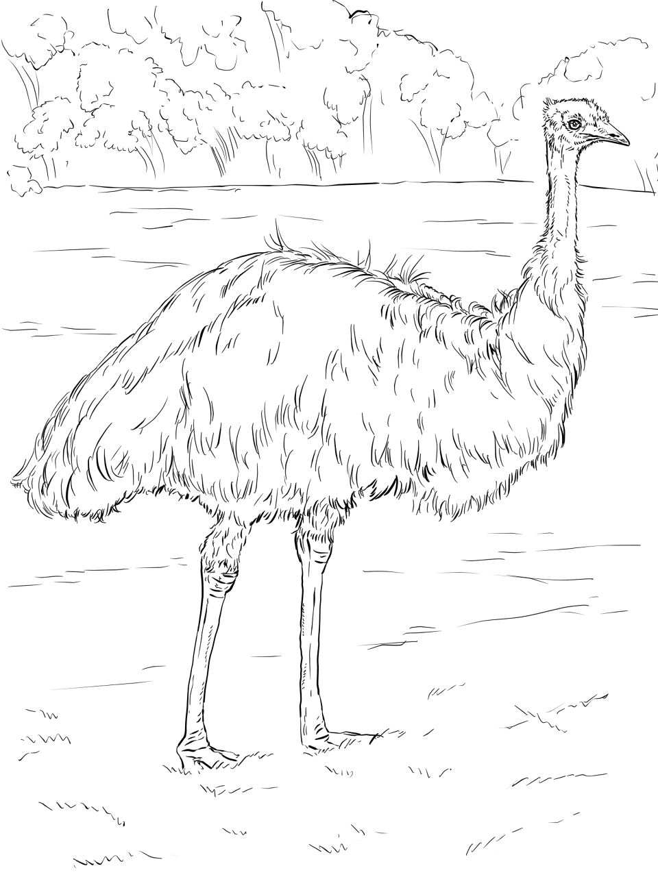 Desenho de Animais Australianos para colorir