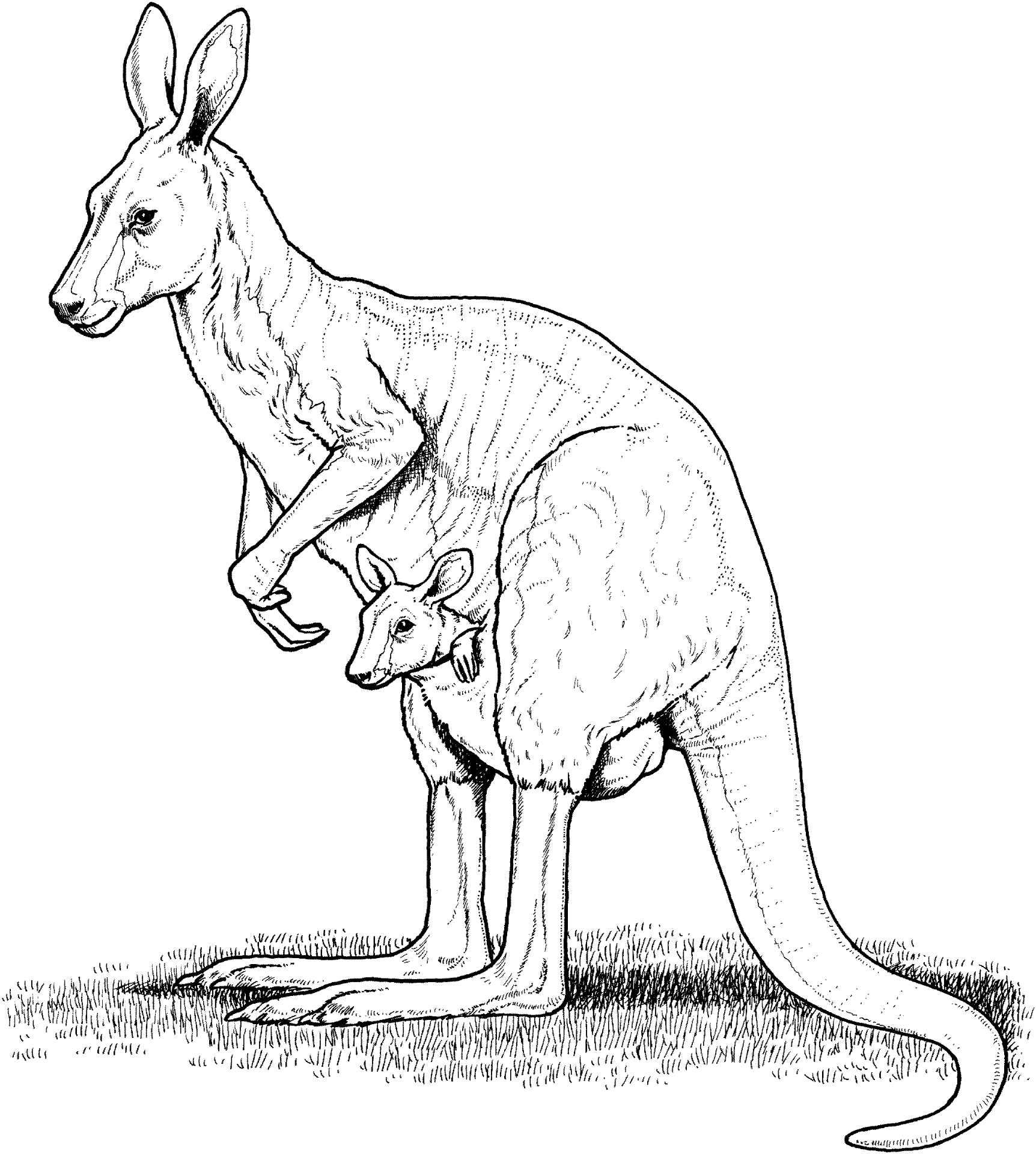 Desenho de Animais Australianos para colorir