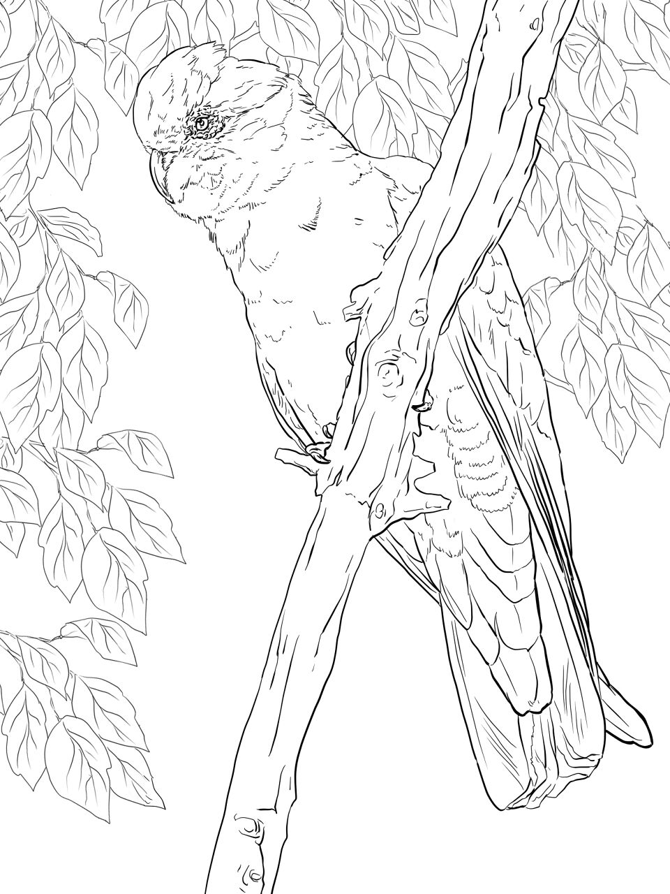 Desenho de Animais Australianos para colorir