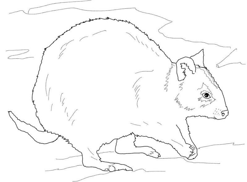 Desenho de Animais Australianos para colorir