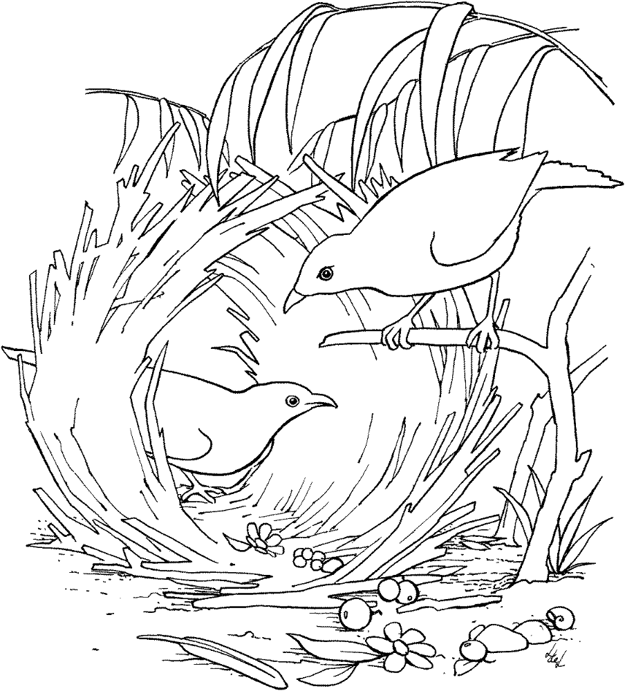 Desenho de Animais Australianos para colorir