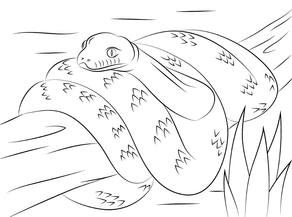 Desenho de Animais Australianos para colorir
