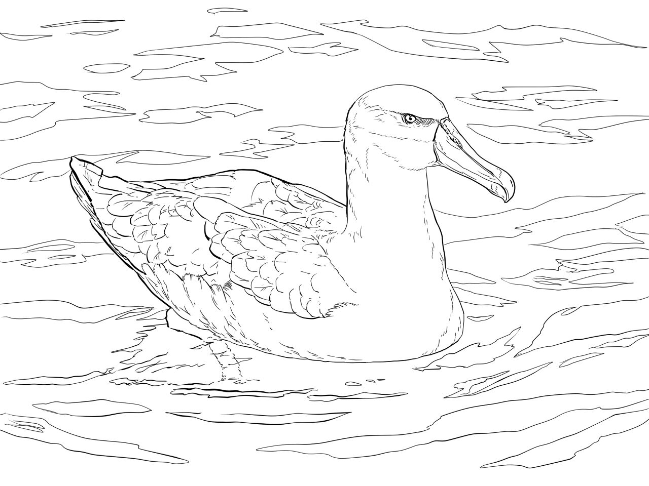 Desenho de Animais Australianos para colorir