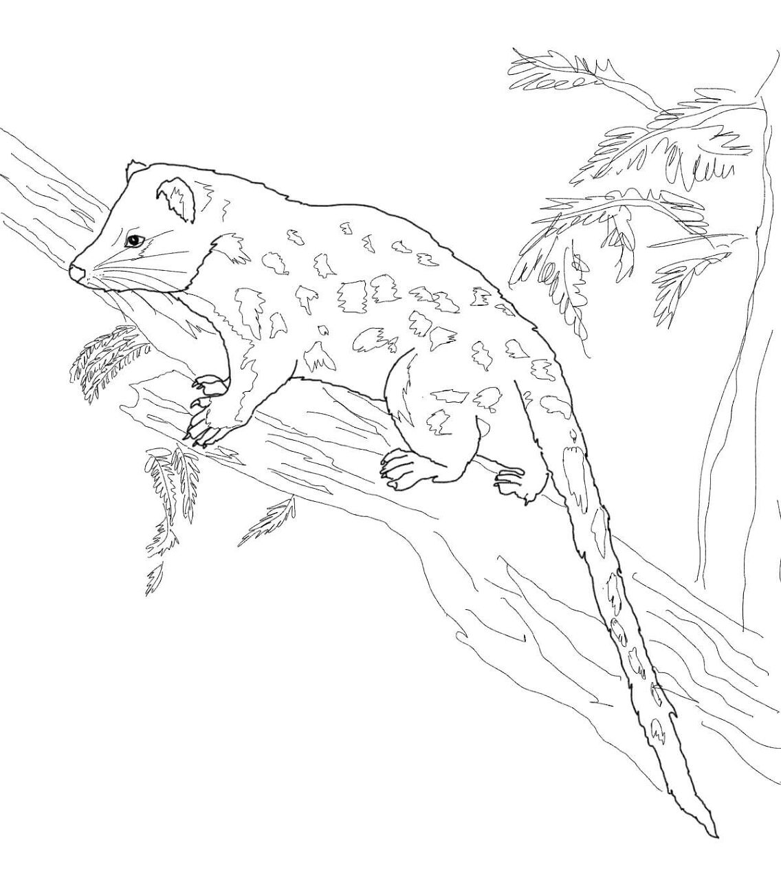 Desenho de Animais Australianos para colorir