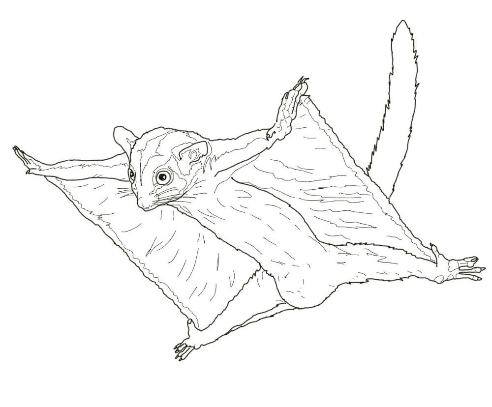 Desenho de Animais Australianos para colorir
