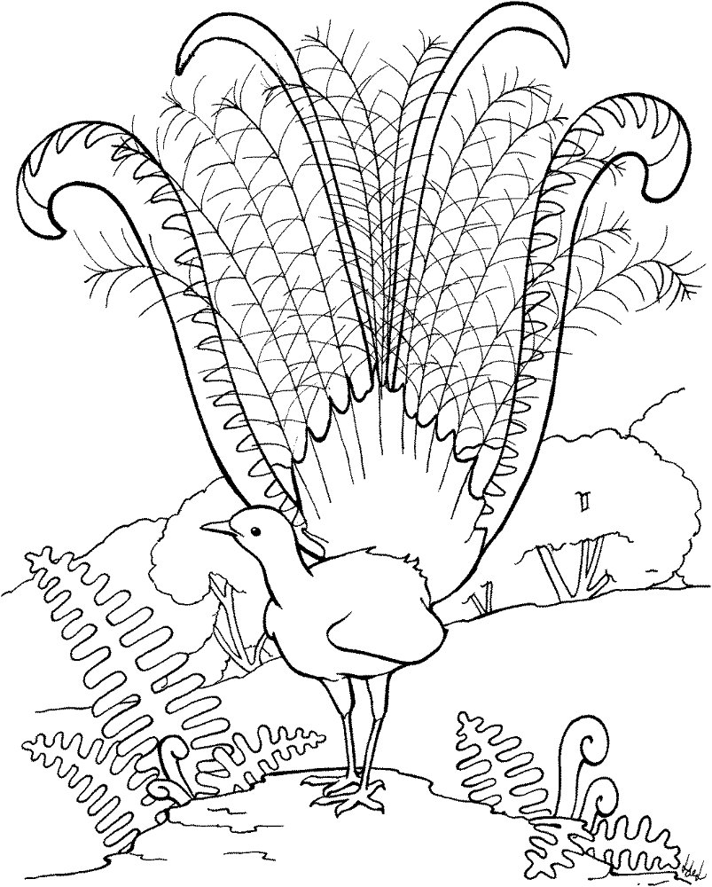 Desenho de Animais Australianos para colorir