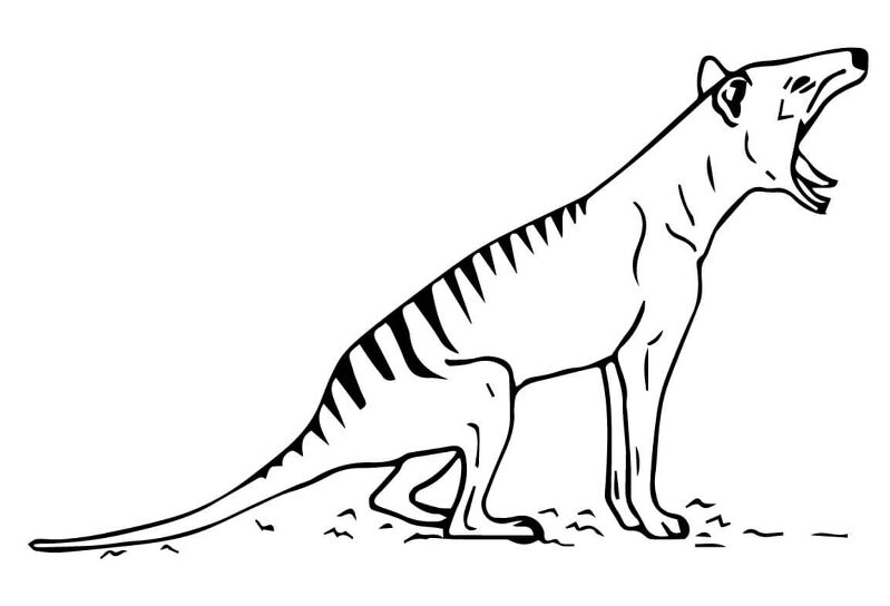 Desenho de Animais Australianos para colorir
