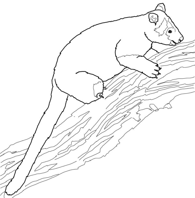 Desenho de Animais Australianos para colorir