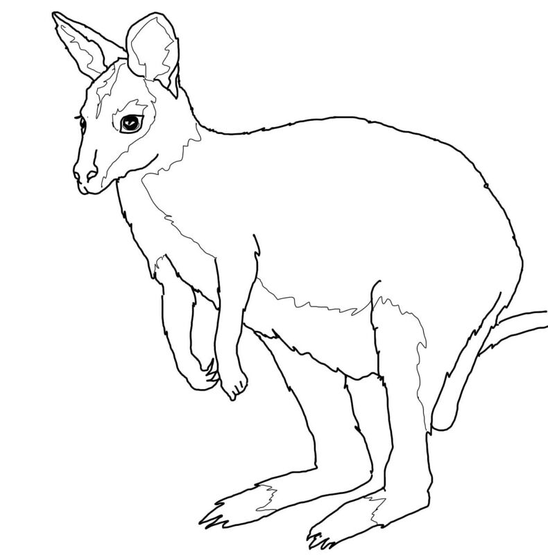 Desenho de Animais Australianos para colorir