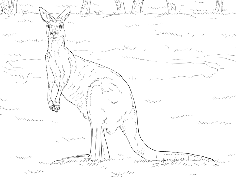 Desenho de Animais Australianos para colorir