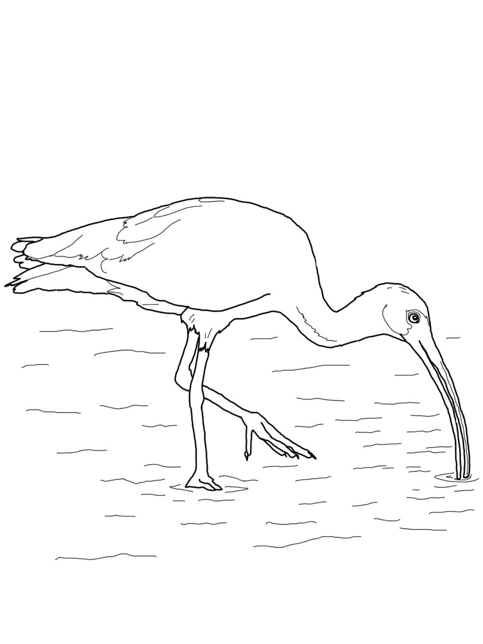 Desenho de Animais Australianos para colorir
