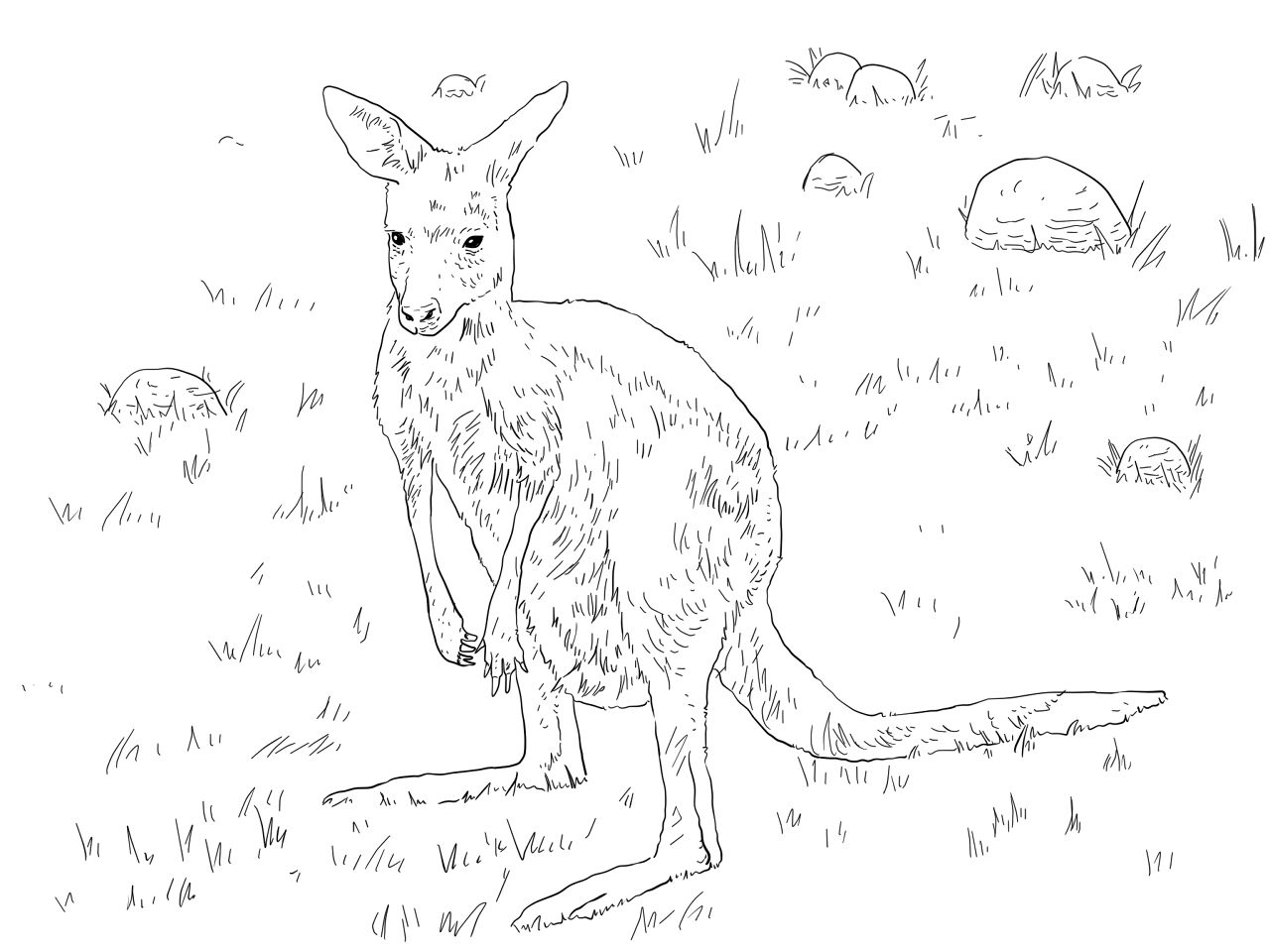 Desenho de Animais Australianos para colorir
