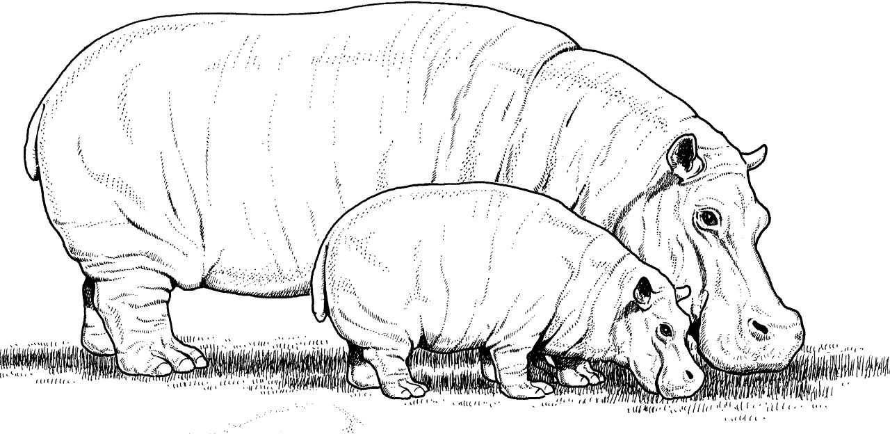 Desenho de Animais Bebês para colorir e imprimir: número 9