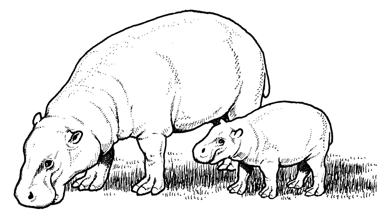 Desenho de Animais Bebês para colorir