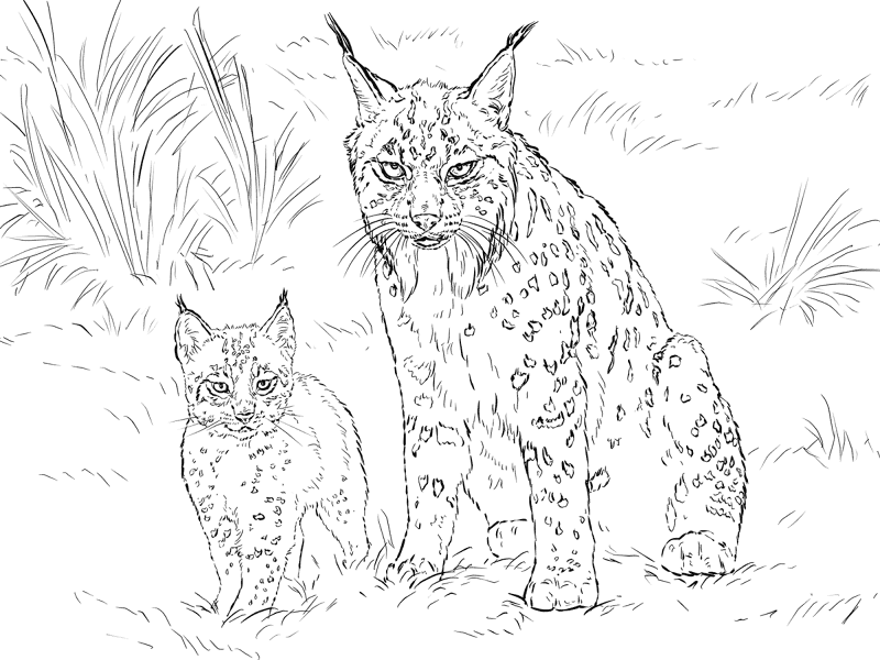 Desenho de Animais Bebês para colorir
