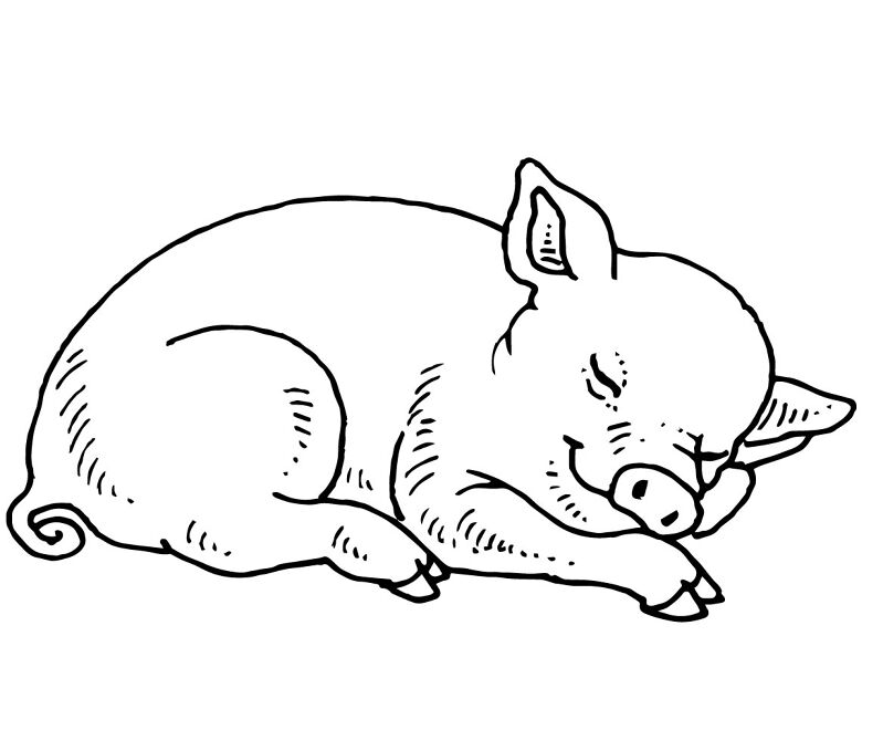 Desenho de Animais Bebês para colorir