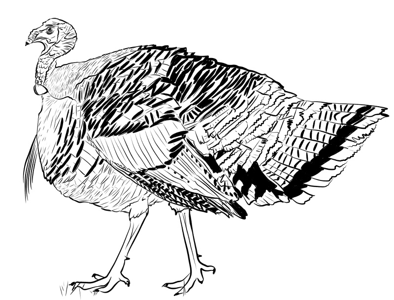 Desenho de Animais Da Fazenda para colorir e imprimir: número 17
