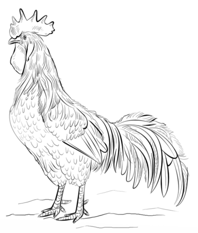 Desenho de Animais Da Fazenda para colorir e imprimir: número 18