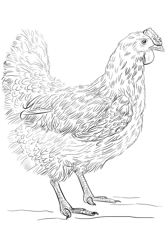 Desenho de Animais Da Fazenda para colorir e imprimir: número 19