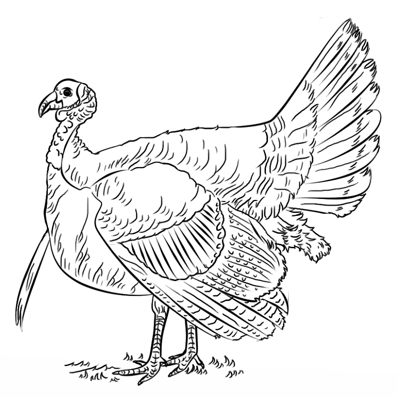 Desenho de Animais Da Fazenda para colorir e imprimir: número 20