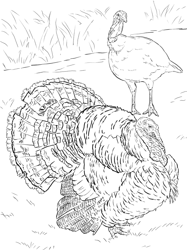 Desenho de Animais Da Fazenda para colorir e imprimir: número 41