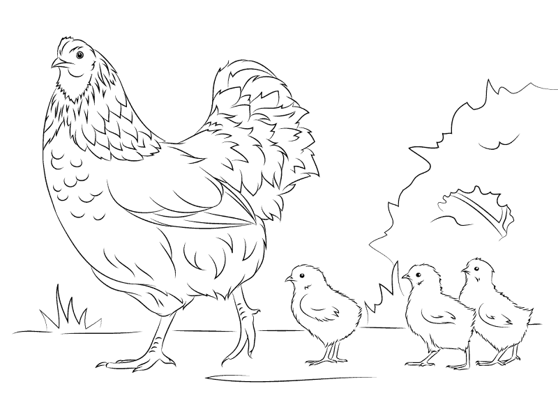 Desenho de Animais Da Fazenda para colorir