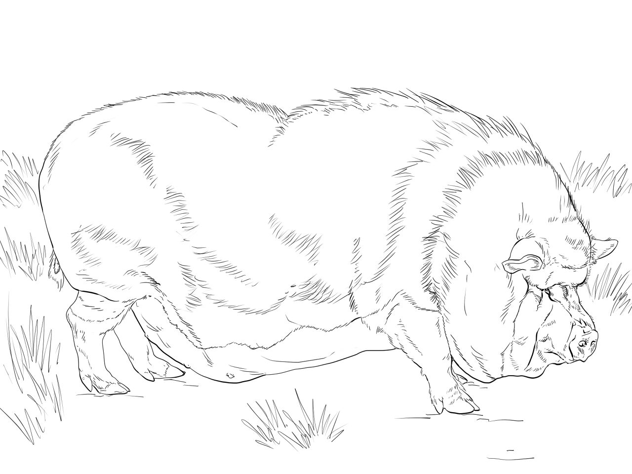 Desenho de Animais Da Fazenda para colorir