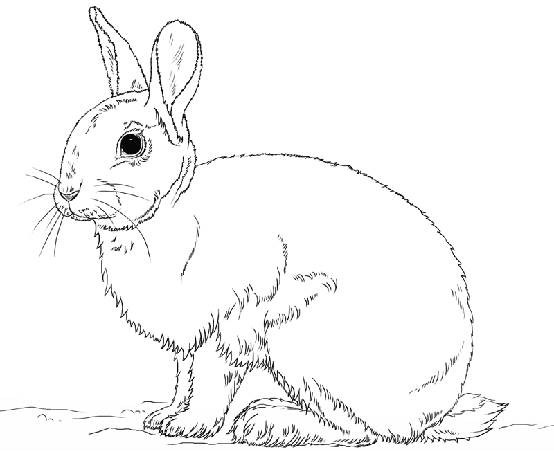 Desenho de Animais Da Floresta Tropical para colorir e imprimir: número 1
