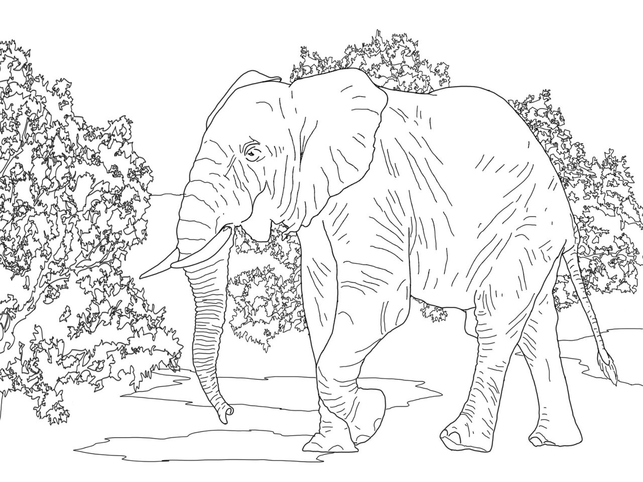 Desenho de Animais Da Floresta Tropical para colorir e imprimir: número 2