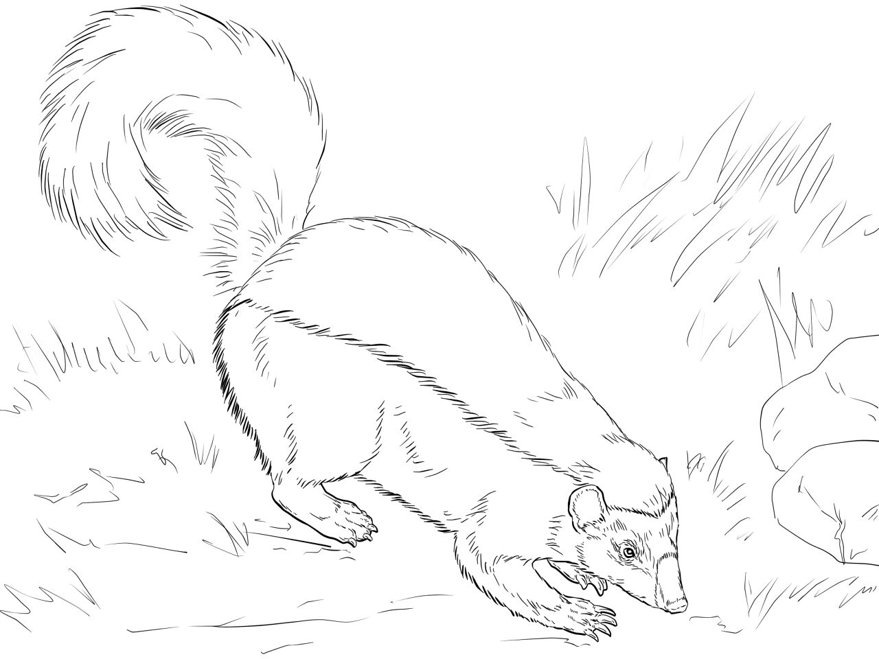 Desenho de Animais Da Floresta Tropical para colorir e imprimir: número 3