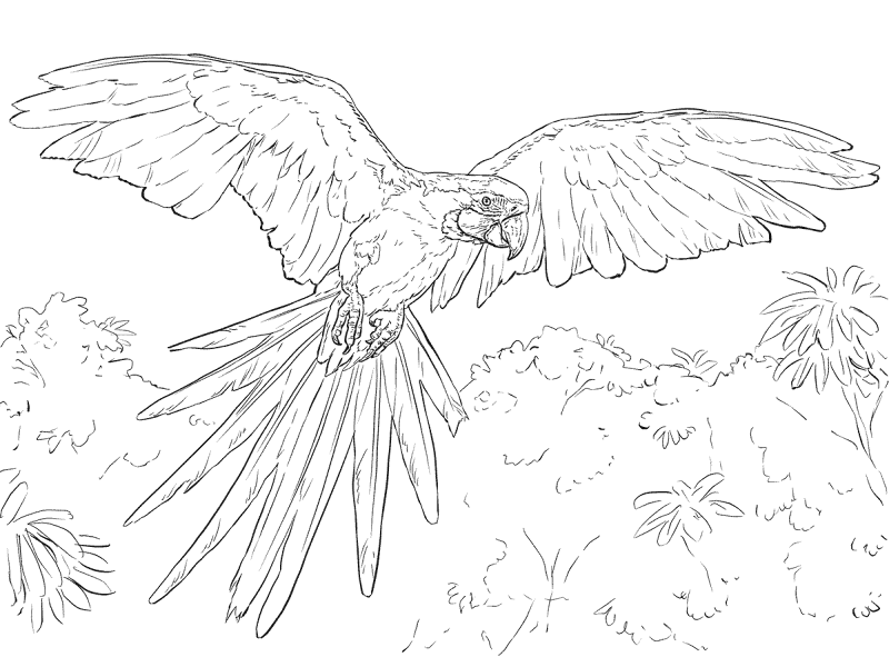 Desenho de Animais Da Floresta Tropical para colorir e imprimir: número 4