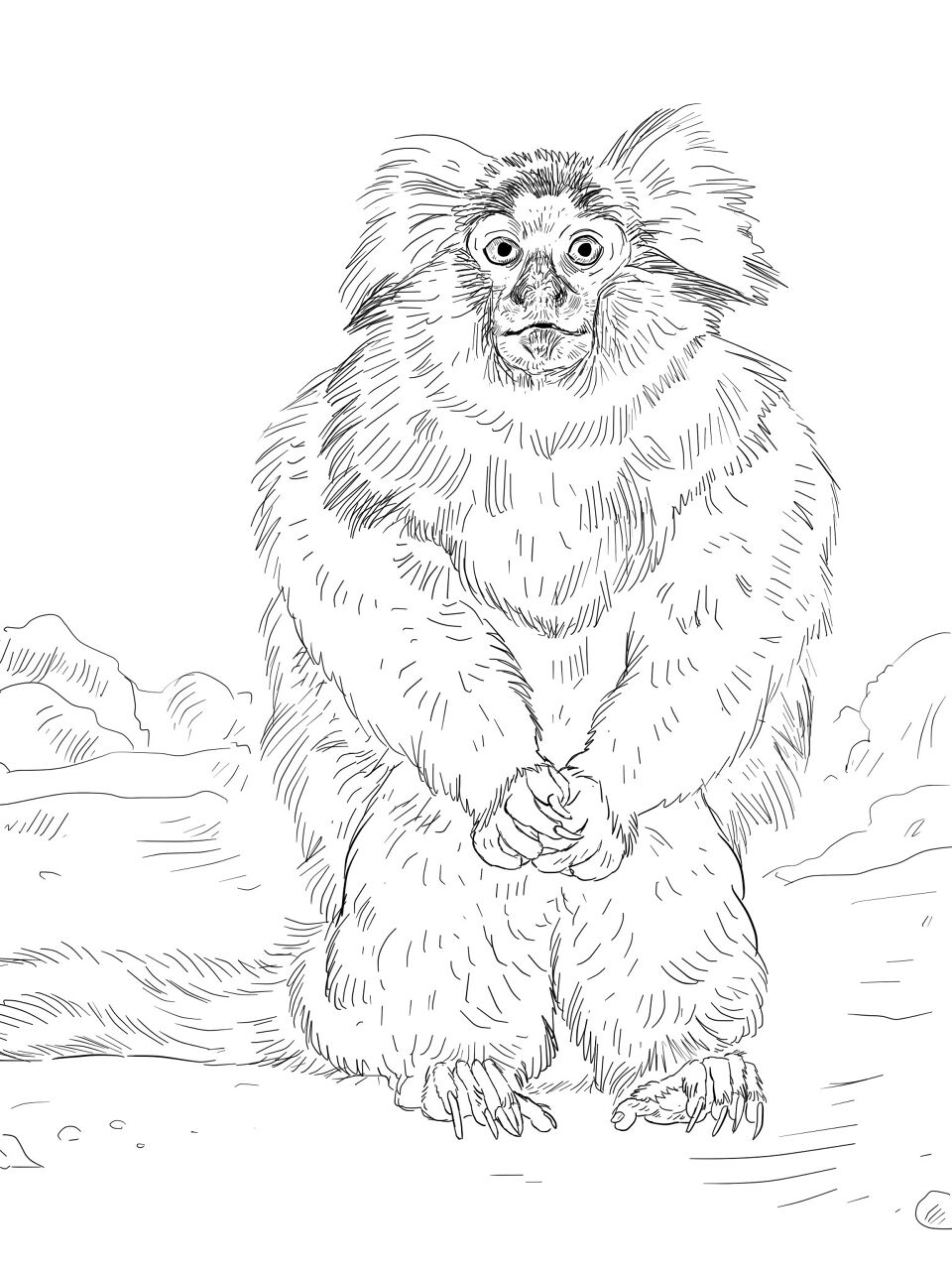 Desenho de Animais Da Floresta Tropical para colorir e imprimir: número 6