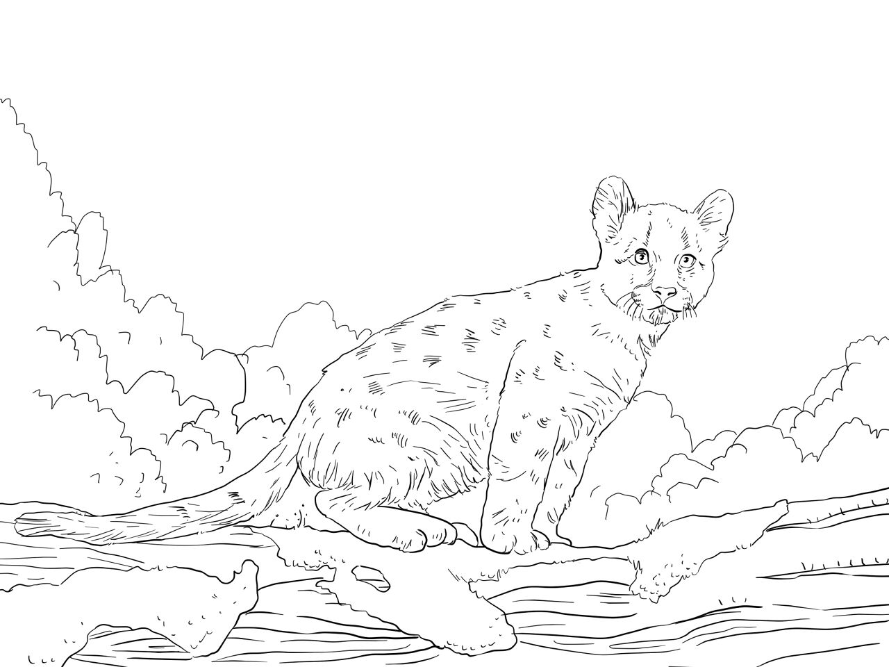 Desenho de Animais Da Floresta Tropical para colorir e imprimir: número 7