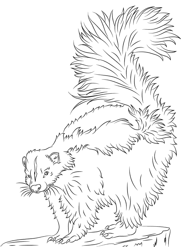 Desenho de Animais Da Floresta Tropical para colorir e imprimir: número 8