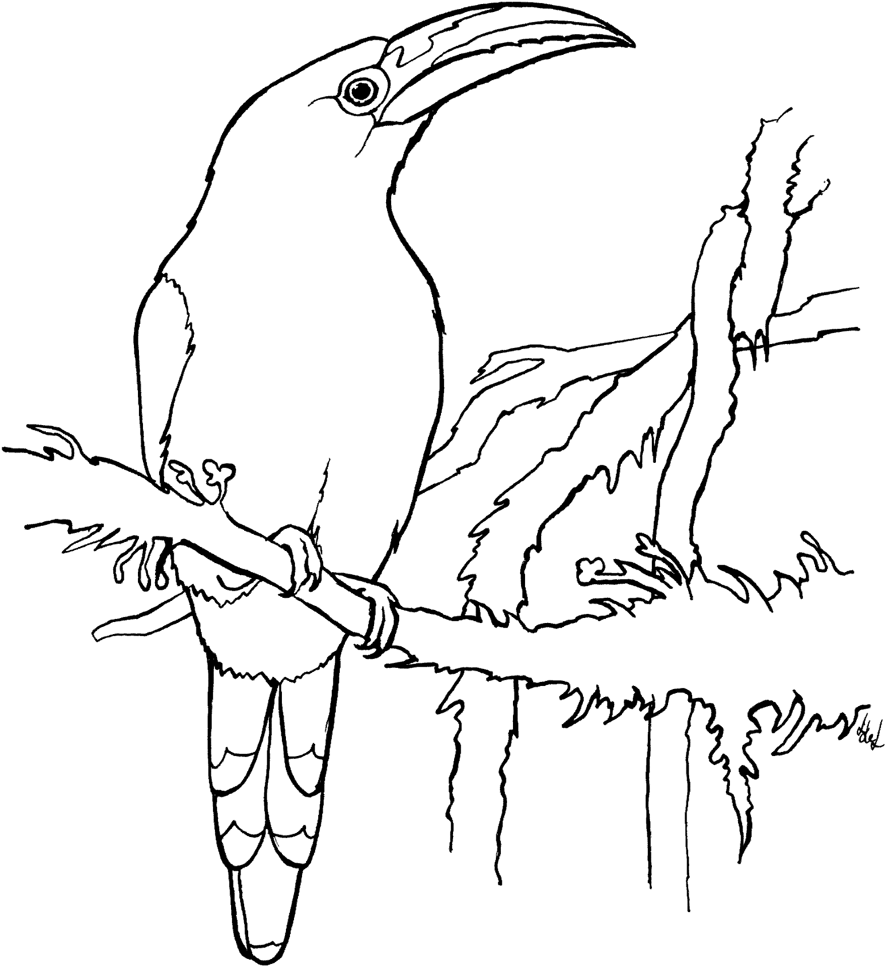 Desenho de Animais Da Floresta Tropical para colorir e imprimir: número 11