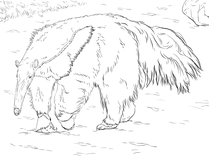 Desenho de Animais Da Floresta Tropical para colorir e imprimir: número 12