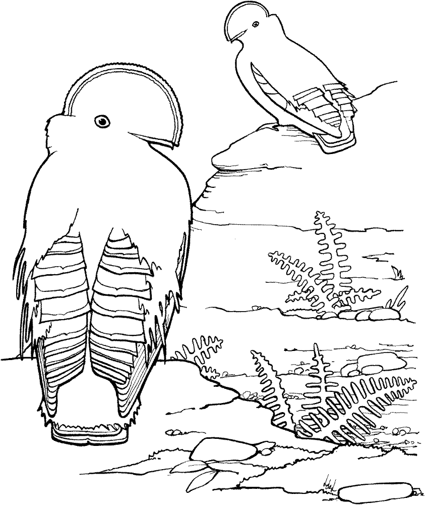 Desenho de Animais Da Floresta Tropical para colorir e imprimir: número 13