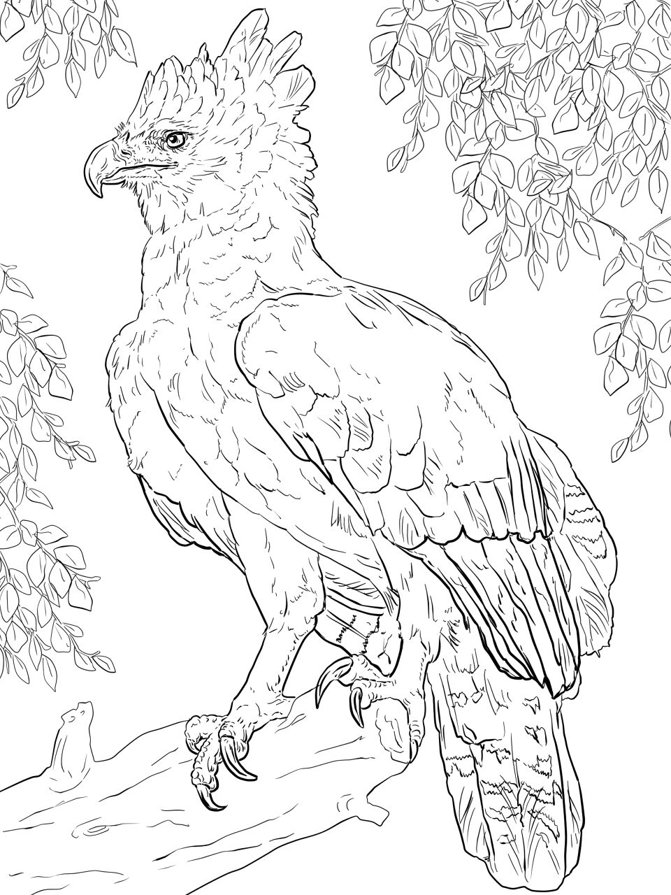 Desenho de Animais Da Floresta Tropical para colorir e imprimir: número 14