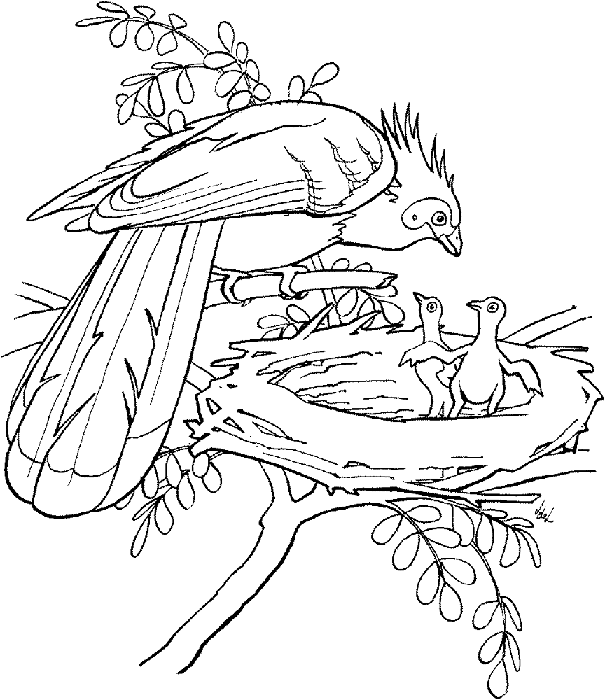 Desenho de Animais Da Floresta Tropical para colorir e imprimir: número 15