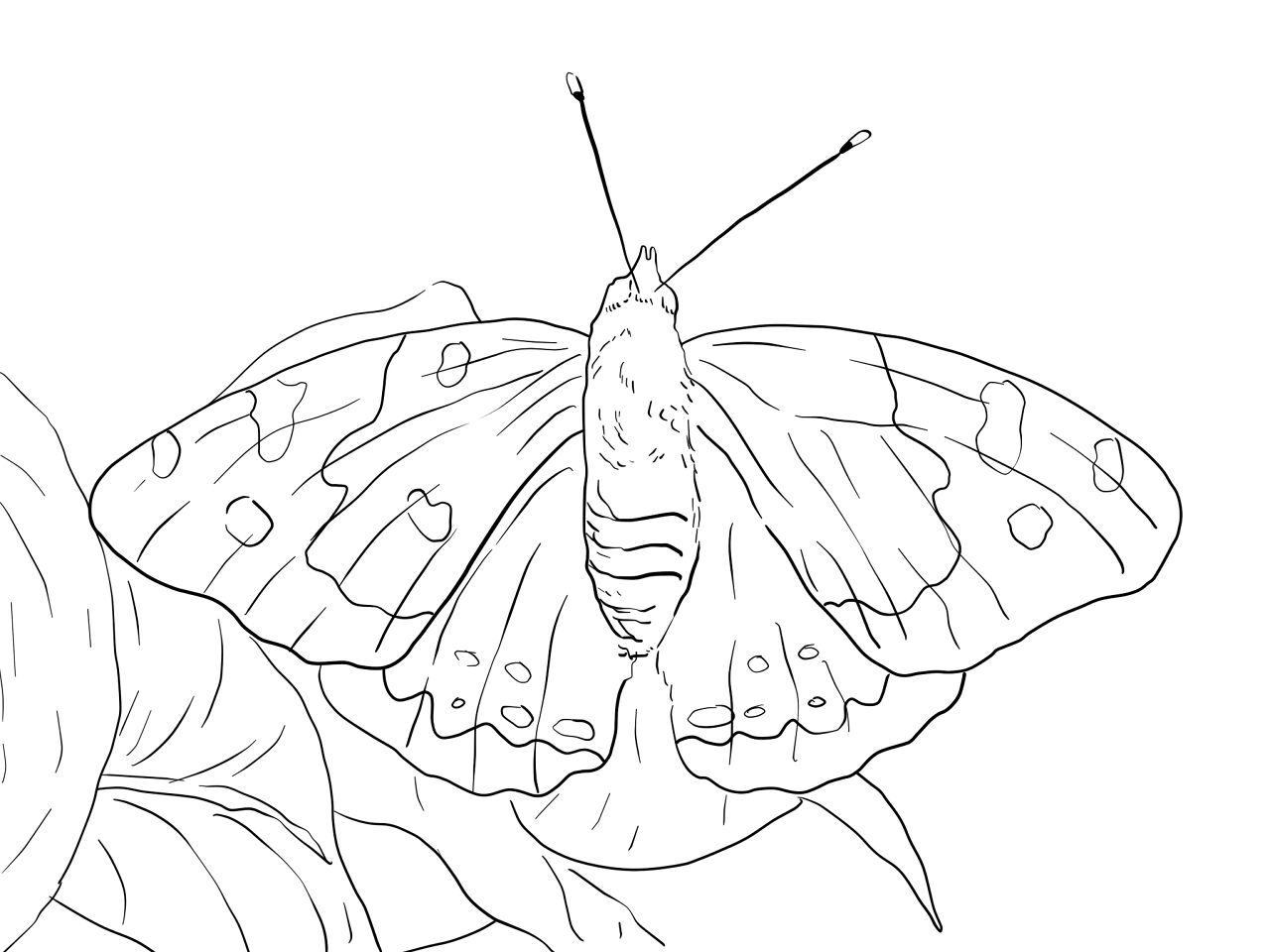 Desenho de Animais Da Floresta Tropical para colorir e imprimir: número 16