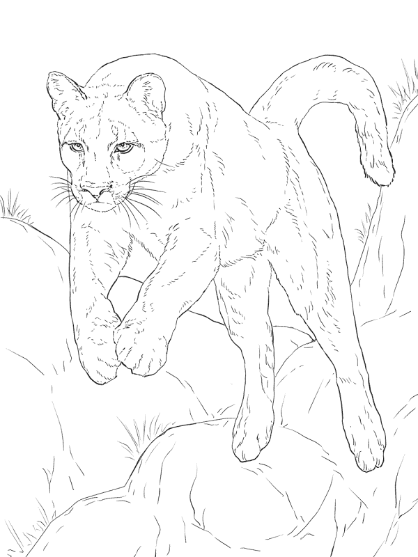 Desenho de Animais Da Floresta Tropical para colorir e imprimir: número 17