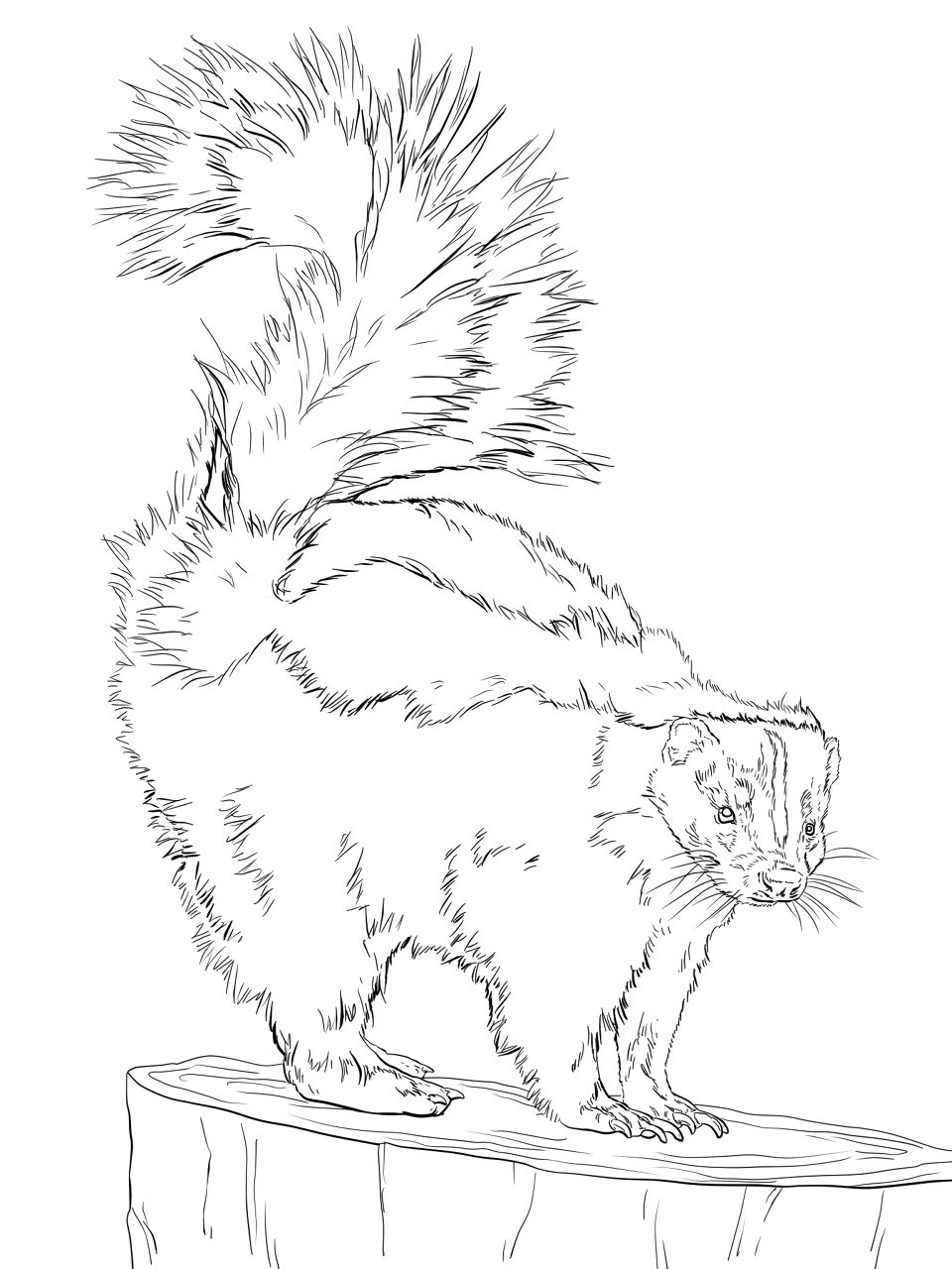 Desenho de Animais Da Floresta Tropical para colorir e imprimir: número 18