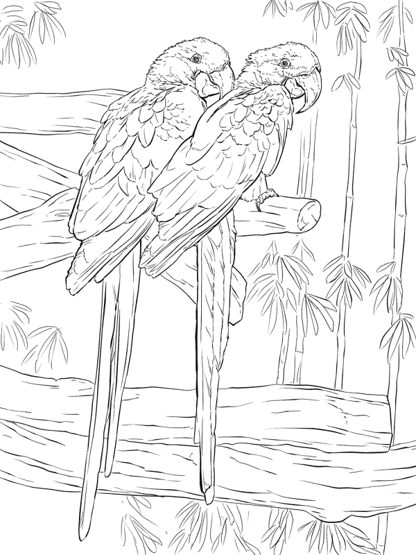 Desenho de Animais Da Floresta Tropical para colorir e imprimir: número 19