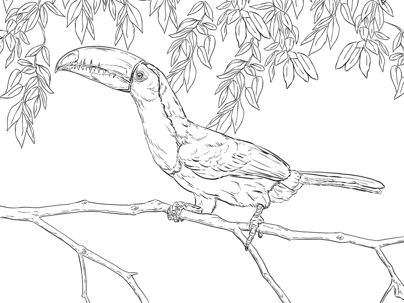 Desenho de Animais Da Floresta Tropical para colorir e imprimir: número 23