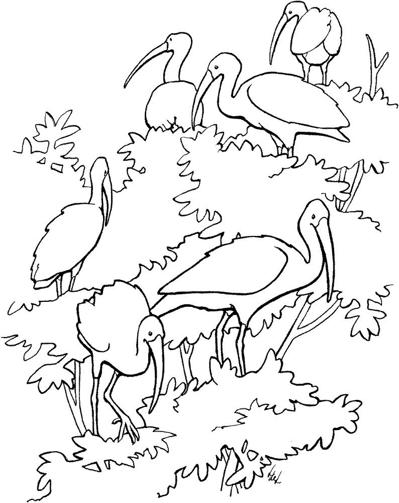 Desenho de Animais Da Floresta Tropical para colorir e imprimir: número 24