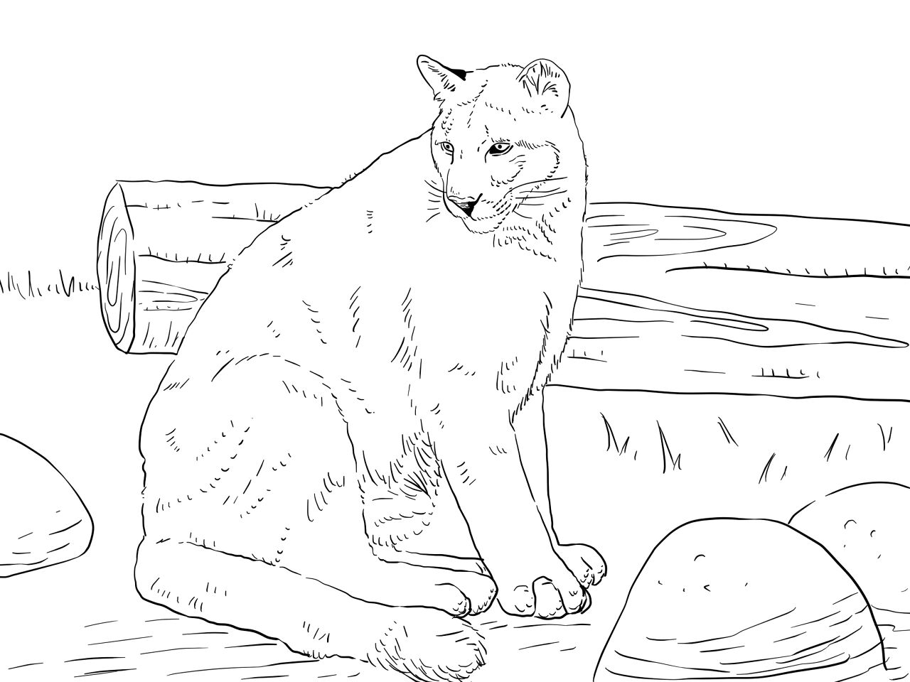 Desenho de Animais Da Floresta Tropical para colorir e imprimir: número 25