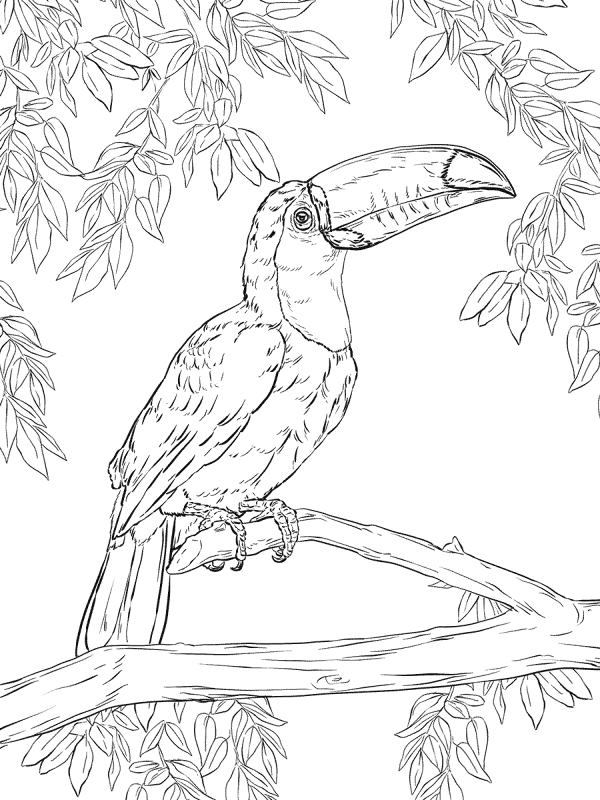 Desenho de Animais Da Floresta Tropical para colorir e imprimir: número 26