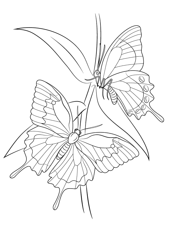 Desenho de Animais Da Floresta Tropical para colorir e imprimir: número 28